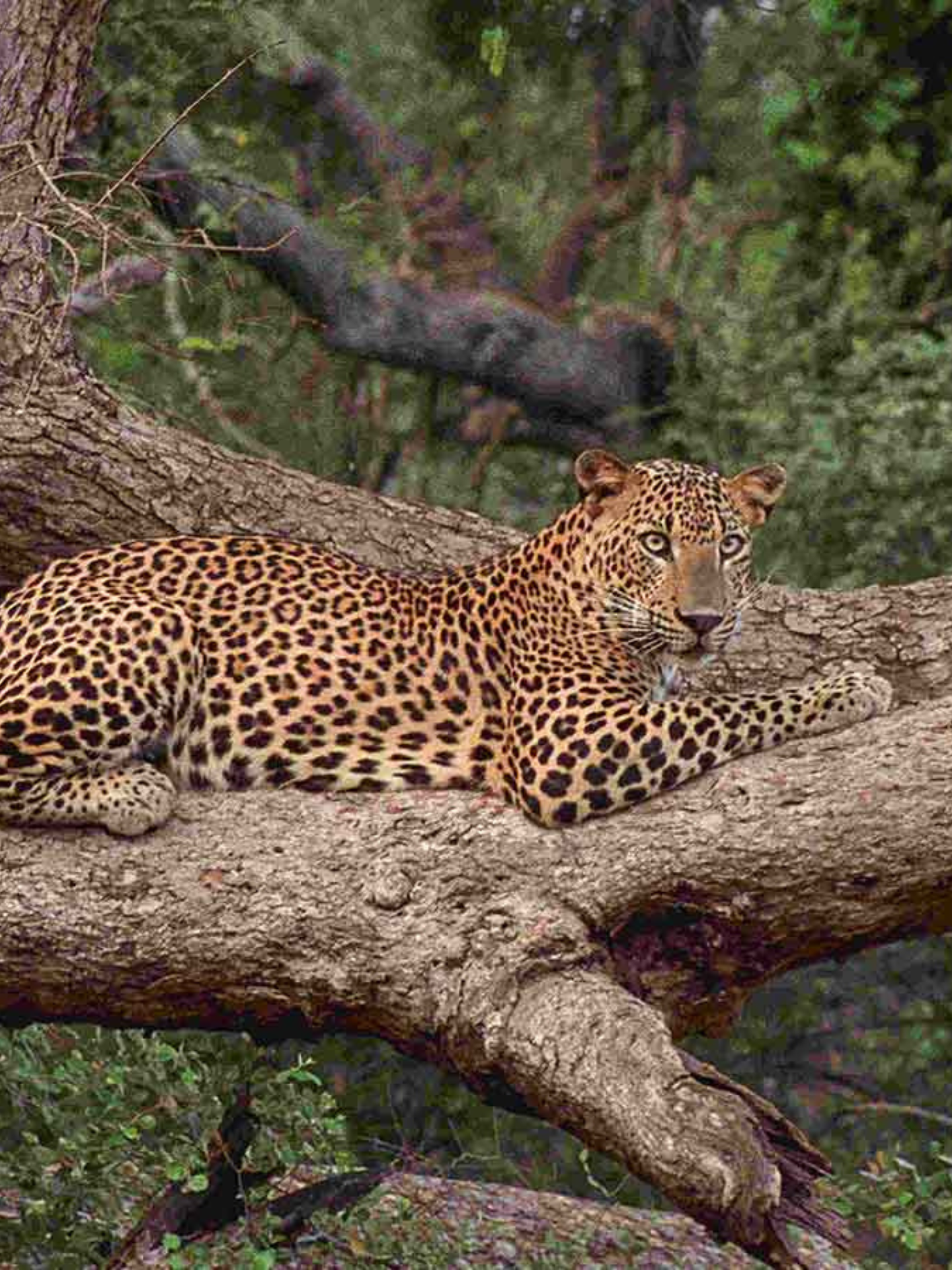 Yala National Park