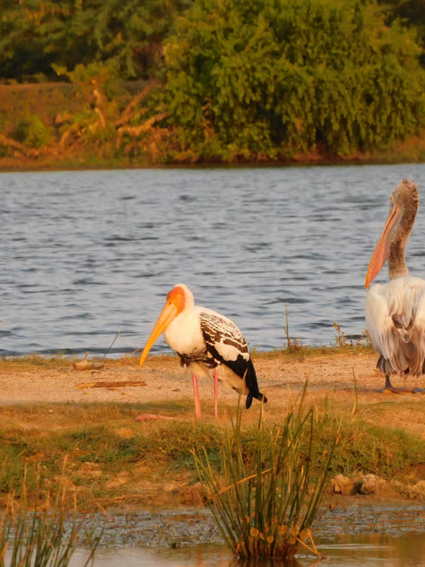 Bundala National Park